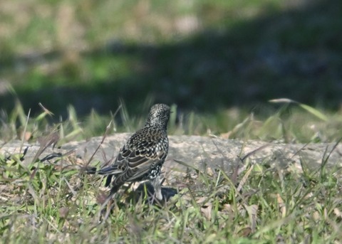 ホシムクドリ5737