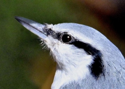 ゴジュウカラ0000(0050)