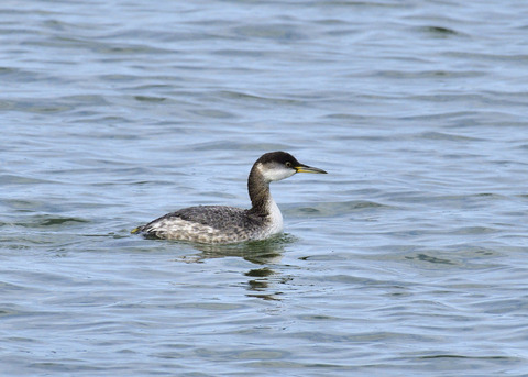 アカエリカイツブリ冬羽7489
