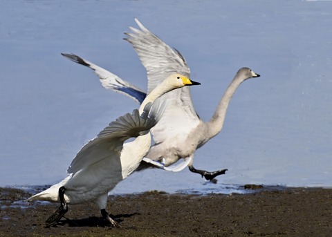 オオハクチョウ3212