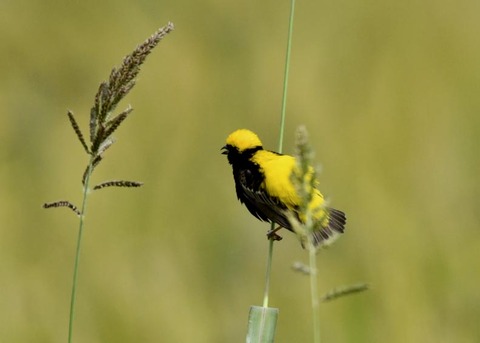 オウゴンチョウ1261