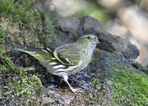 マヒワ♀1363