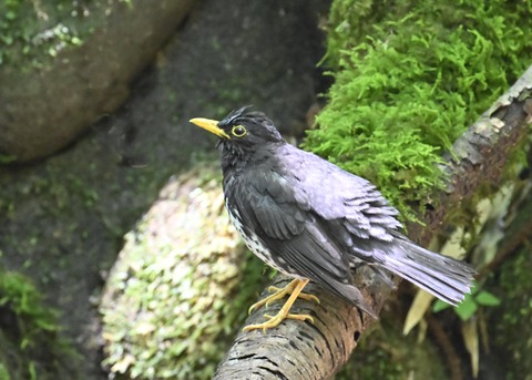 クロツグミ♂4393