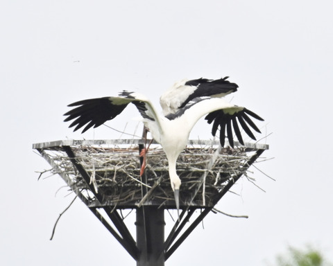 飛ぶコウノトリ0018