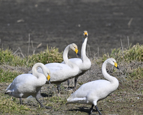 オオハクチョウ3097-1