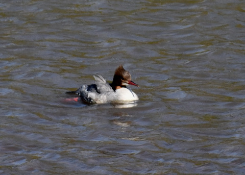 カワアイサ♀2442
