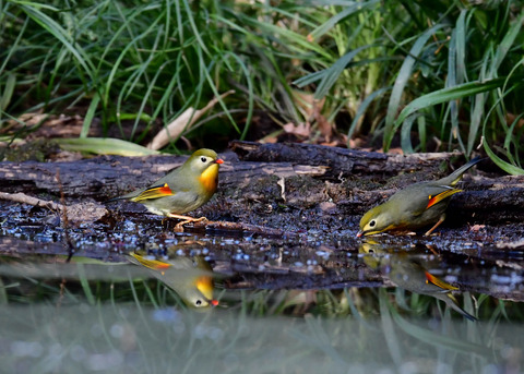 ソウシチョウ2515