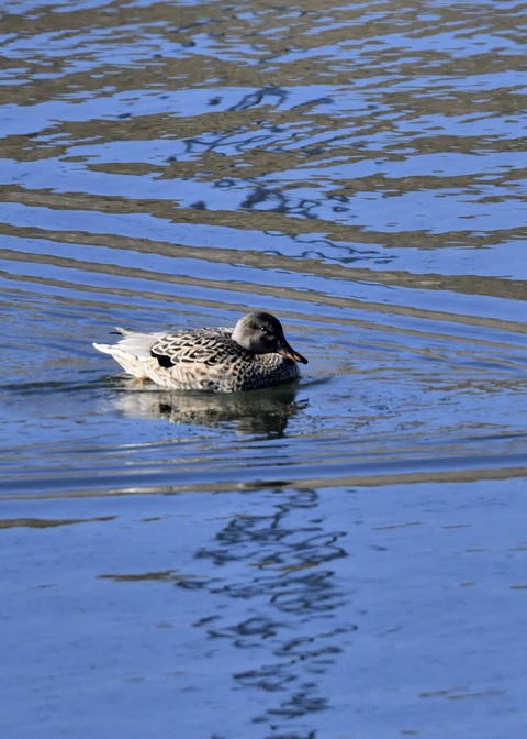 オカヨシガモ♀7534