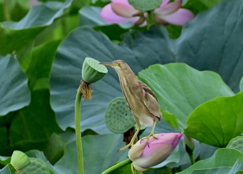 ヨシゴイ♀9320