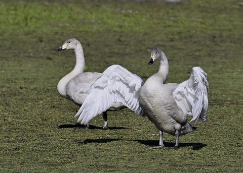 オオハクチョウ幼鳥3852