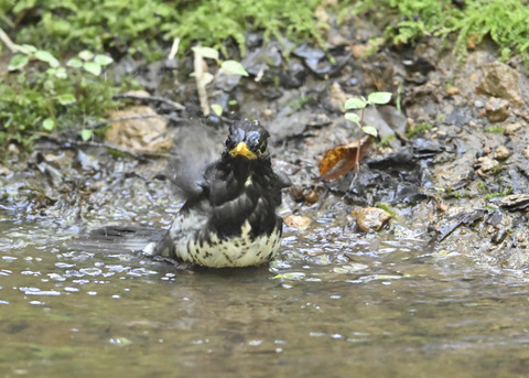 クロツグミ♂4028