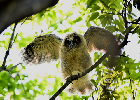 トラフズクのヒナ1057