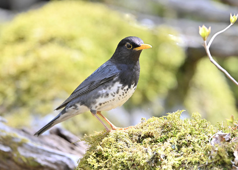 クロツグミ♂5528