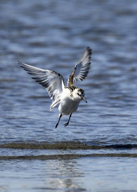 ミユビシギ幼羽8878