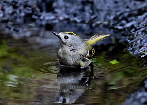 キクイタダキ♀0086