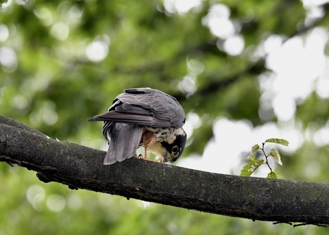 チゴハヤブサ3381