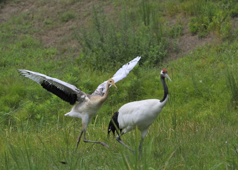 タンチョウ♂とヒナ6745