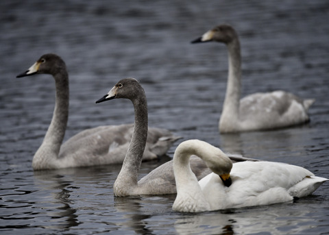 オオハクチョウ幼鳥7595