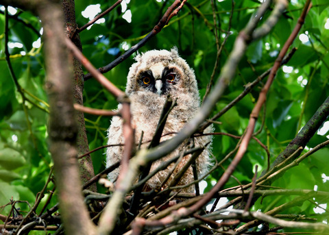 トラフズクのヒナ8027