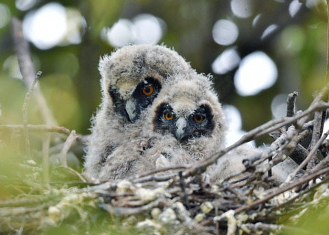 トラフズクのヒナ③④6992