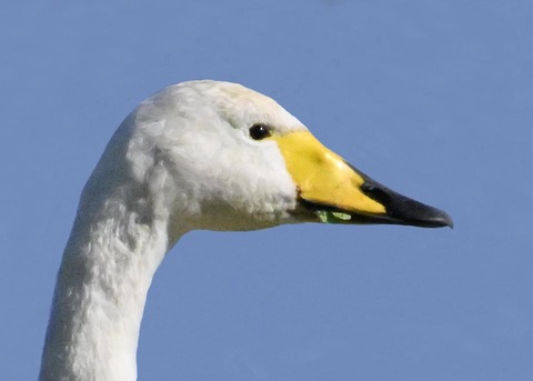 オオハクチョウ2001