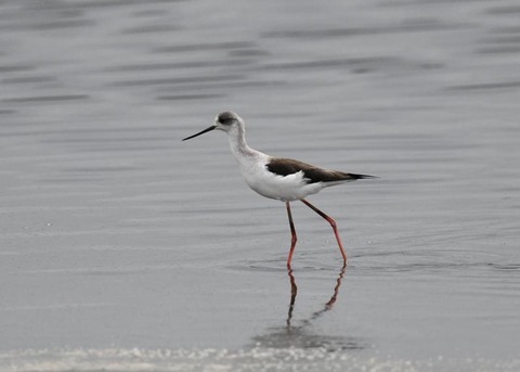 セイタカシギ3955