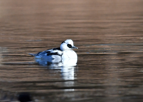 ミコアイサ♂8211