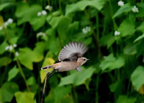 飛ぶ・ノビタキ♀9373