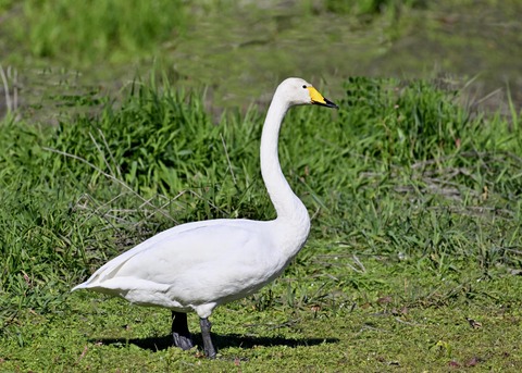 オオハクチョウ3081