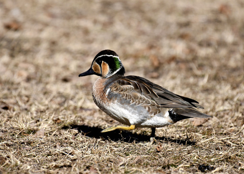 トモエガモ♂1355