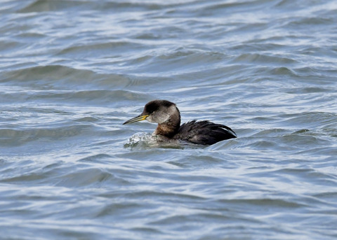 アカエリカイツブリ7040