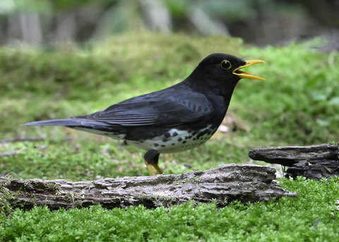 クロツグミ♂0743