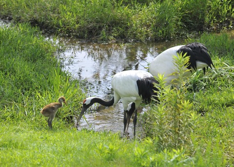 タンチョウヅルの親子・2489