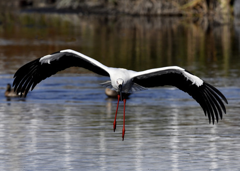 コウノトリ(J0127)6507