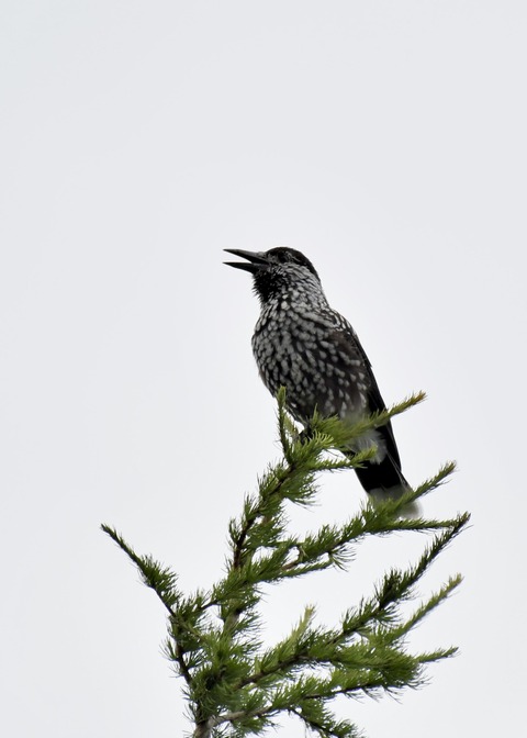 ホシガラス幼鳥3996