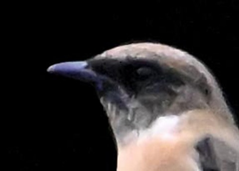 ノビタキ♂3002