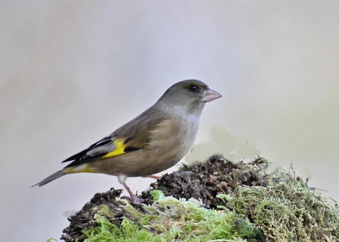 オオカワラヒワ7868