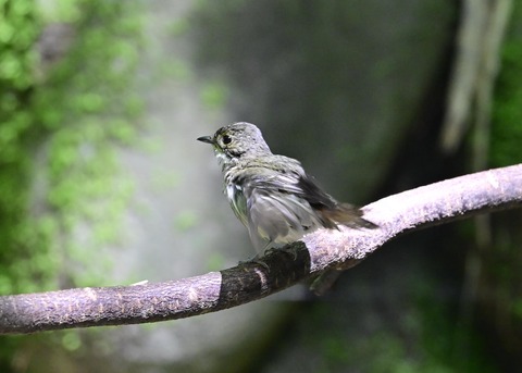 キビタキ♀6382