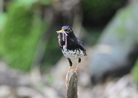 クロツグミ♂8455