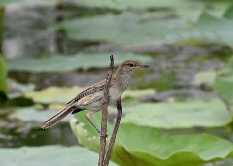 オオヨシキリ9098