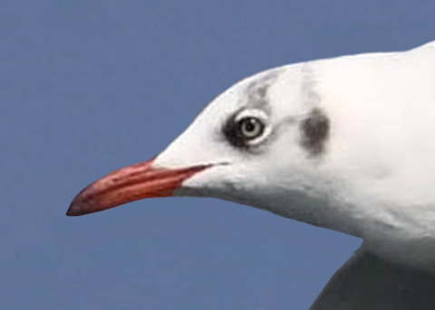 チャガシラカモメ3004