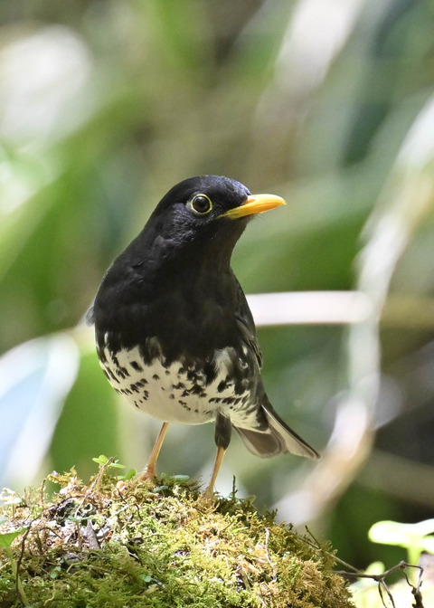 クロツグミ♂5512