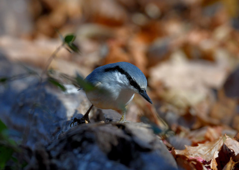 ゴジュウカラ0639
