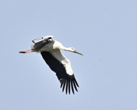 飛ぶコウノトリ8483