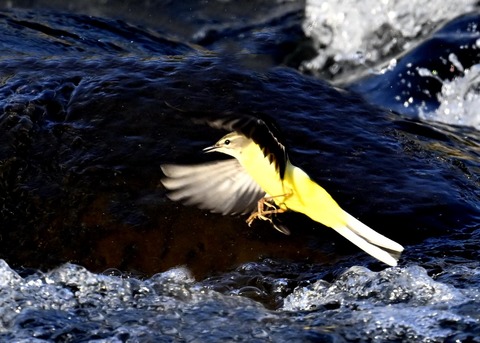 飛ぶ・キセキレイ8299