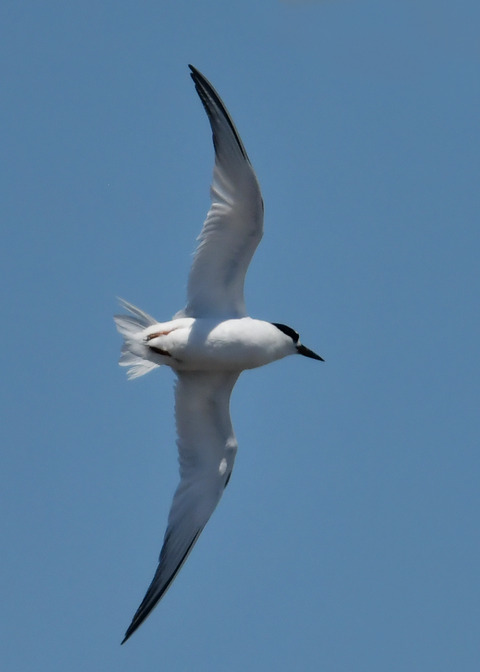 飛ぶ・コアジサシ2374
