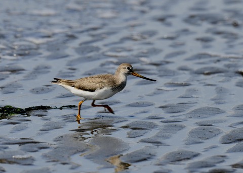 ソリハシシギ1360