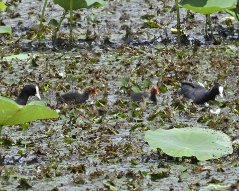 オオバンの親子6378