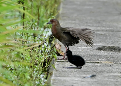 ヒクイナの親子4507