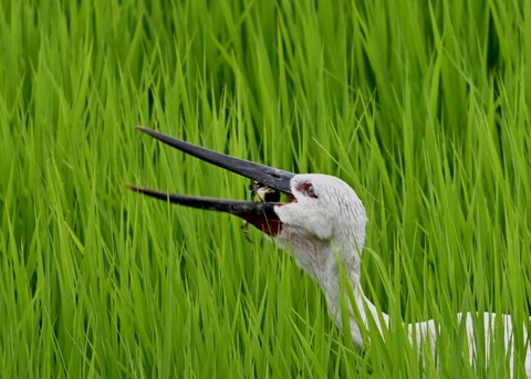 餌捕り・コウノトリ(ひかる)4690